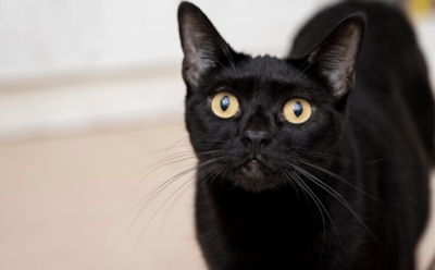 Почему черная кошка — к удаче: 8 удивительных фактов, которые поразят даже скептиков