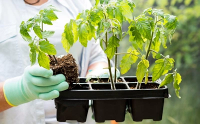 Когда высаживать помидоры в вашем регионе: узнайте лучшее время, чтобы грядки ломились от урожая