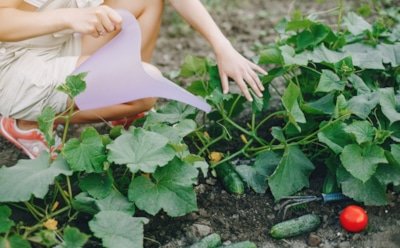 Размером с кабачок: как правильно поливать огурцы, чтобы соседи были в шоке от вашего урожая