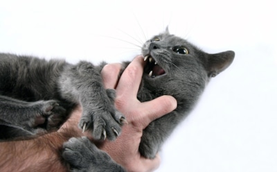 Злобный «кусь»: как отучить кошку кусаться — верните мир в дом и не совершайте эти бестолковые ошибки