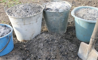 Не губите огород золой: 5 ошибок, которые точно испортят ваш урожай — ни помидоров, ни соседской зависти