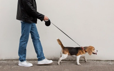 Если собака тянет поводок: 7 трюков кинологов, чтобы не собака вас, а вы ее выгуливали