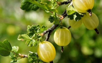 Никогда не подкармливайте крыжовник так — останетесь без урожая и будете собирать слезы вместо ягод