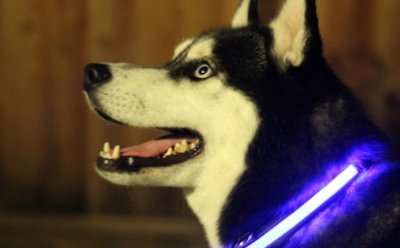 ГаВджеты для собак: 8 электронных приблуд, которые должны быть у каждого хозяина