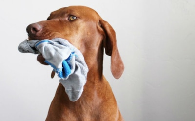 Сохраните старые носки: 10 идей, как превратить их в лучших помощников по дому — Добби бы гордился вами