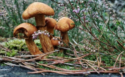 Грибы — это не только про осень: как правильно начать сезон «тихой охоты» еще весной — узнайте, какие деликатесы уже прячутся в лесу