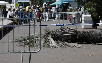 Не фестиваль, а катастрофа: гостя Каннского кинофестиваля чуть не убила пальма