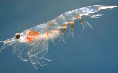 Холодная сенсация: на глубине 500 метров под антарктическим льдом плещутся креветки — ученые считали подобное невозможным