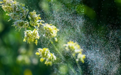 Цветы появились раньше, чем думали: пыльца из Португалии сдвинула эволюцию на миллионы лет — ученые нашли «вброс» в историю флоры