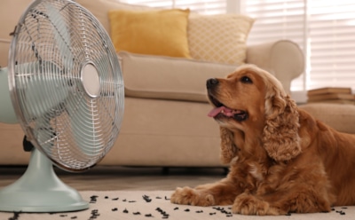 Летний ад для собак: узнайте, как уберечь питомца от перегрева в городской духоте — запомните главные правила