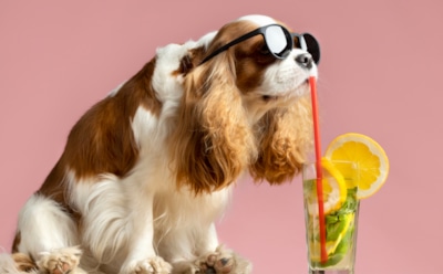 Спасаем питомцев от жары: названы категории собак, которые рискуют погибнуть летом от перегрева — берегите своих друзей