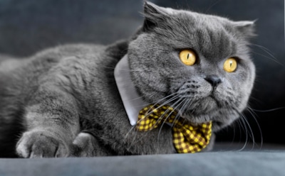 Плюшевая аристократия с характером: развенчиваем главные мифы о кошках британской породы — очаровашки, а не монстры-одиночки