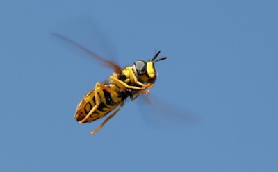 Жара с жалом: врач рассказала, чьих укусов стоит особенно опасаться в середине лета