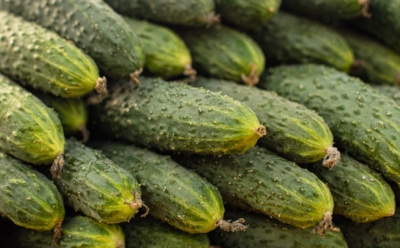 Горечь — больше не проблема: эти советы спасут вкус огурцов — урожай выбрасывать не придется