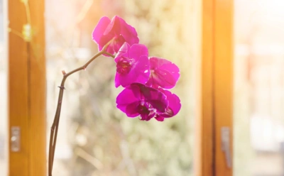 Орхидея оживает на глазах: это средство из кухонных отходов творит натуральные чудеса на клумбе