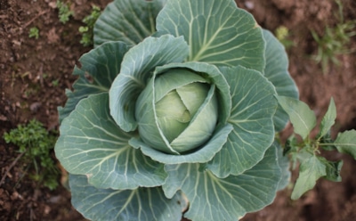 Капусте грозит опасность: как защитить кочаны от тли, слизней и гусениц — советы на каждый случай