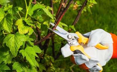 Сила в секаторе: зачем и как правильно обрезать смородину в июле — укрепите куст и получите море ягод