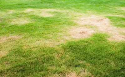 Газон выгорает — как на сковородке: названы распространенные ошибки в уходе — спасаем траву в жару