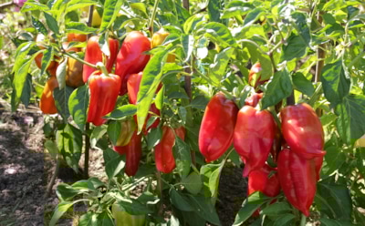 Июль жжет — перец страдает: как уберечь урожай от перегрева и сохранить завязи на грядке
