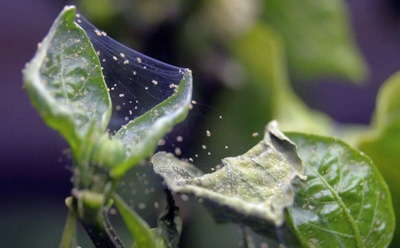 Паутина на листьях — тревожный сигнал: расскажем, как вывести паутинного клеща без химии — простые средства с кухни