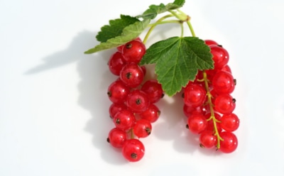 Маленькая, да удаленькая: названа реальная польза красной смородины для здоровья