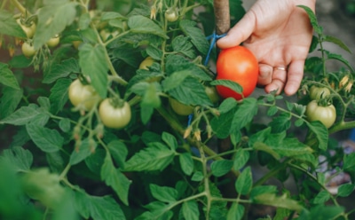 В огороде беда — бежим на кухню: с этим средством томаты будут спасены без сложных химикатов — урожай порадует