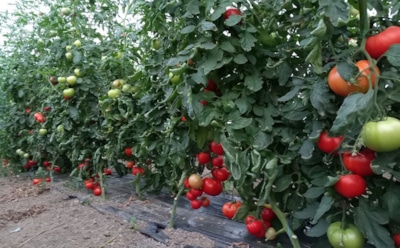 Томаты теперь растут — не остановить: эти простые подкормки обеспечат вас крупными и сладкими помидорами
