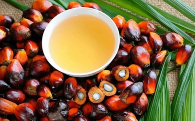 Пальмовое масло оправдано: стало известно, что на самом деле вызывает рак и воспаление
