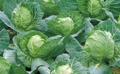 Когда лето восстало против капусты: эти 3 роковые ошибки лишат вас урожая — узнайте секрет спасения кочанов от аномальной жары