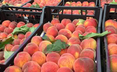 Раскрыта тайна идеального хранения: узнайте, как растянуть сезон персиков до зимы — без плесени и потерь