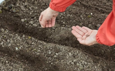 Август на даче — золотое время для нового рывка: успейте посадить эти культуры, чтобы собрать еще один урожай до холодов