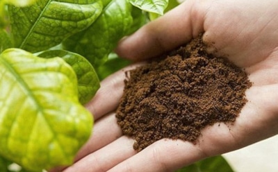 Не гадай — удобряй: это средство в качестве подкормки принесет массу пользы — запасайте, а не выбрасывайте