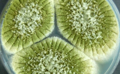 Проклятие фараонов обернулось спасением: гриб из гробницы Тутанхамона оказался источником лекарства от рака