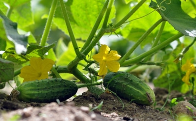 Огурцы скажут спасибо: это проверенное средство оживит даже слабые кусты — благодарность принимайте урожаем