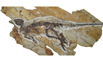 А он так хотел быть грозным: ученые нашли останки маленького чирикающего динозаврика