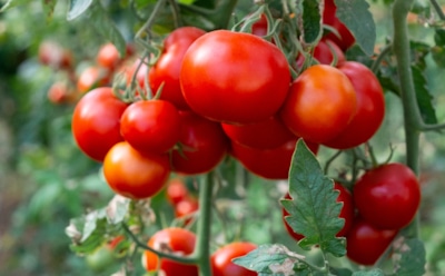 Сладкие и налитые — идеальные томаты: эти 3 приема в конце июля сделают ваши помидоры сочными и урожайными