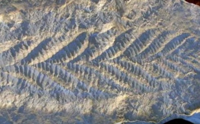 Следы жизни древнее динозавров: в России нашли отпечатки существ возрастом более 500 млн лет