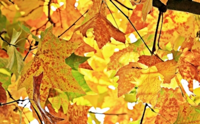 Осень не за горами: какая погода ждет нас в сентябре 2025-го