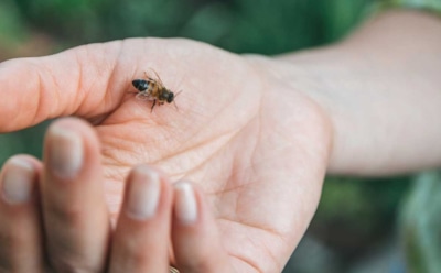 Боль, отек и удушье — полосатое коварство: как действовать в первые минуты после укуса осы