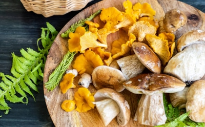 Лисички и белые спасают от старости: названо редкое вещество в грибах, которое помогает сохранить здоровье и молодость