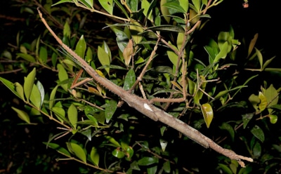 Новый властелин листвы: рекордный палочник из Квинсленда поражает размерами