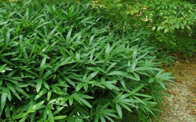 Аккумуляторы будущего растут на Сахалине: в России научились создавать батареи из бамбука — технология, которая меняет правила игры