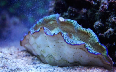 Тайна океанских бездн раскрыта: уникальные организмы процветают на глубине более 9 километров