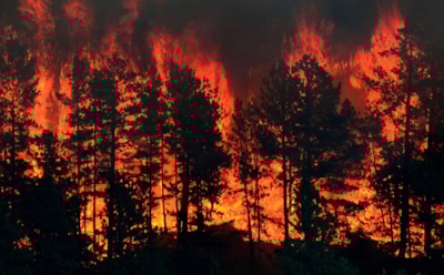 Новый фактор угрозы лесных пожаров: гарвардские ученые обнаружили тяжелые металлы в клетках вдыхавших дым людей