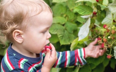 Ягодная норма и скрытые риски: эксперт раскрыл, чем опасны малина и смородина — узнайте, кому стоит ограничить их употребление