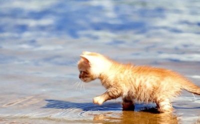 Кошки и вода: раскрыта правда о фобии, которую приписывают всем усатым