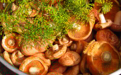 Гриб с характером: диетолог раскрыла пищевую ценность рыжиков и предостерегла от опасных ошибок