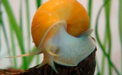 Чудо регенерации: пока улитка отращивает глаза, ученые ищут способ включить этот дар у людей