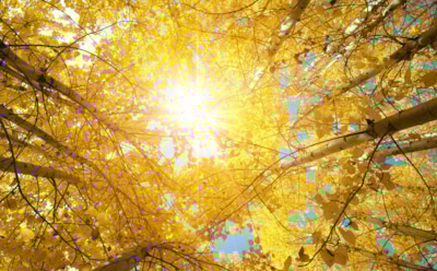 Золотая пора накалилась: климатолог рассказал о беспрецедентном осеннем потеплении в России