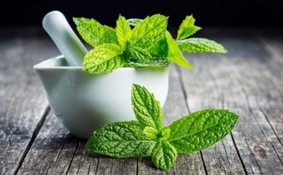 Листья, которые лечат и успокаивают: россиянам рассказали, чем полезна мята для организма и когда стоит проявить осторожность